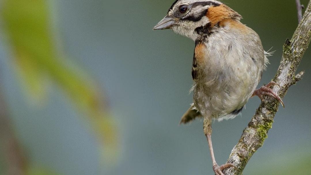 Observación de aves en la República Dominicana